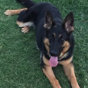 Meet your Posher, Ginny